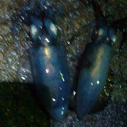 アオリイカが解禁